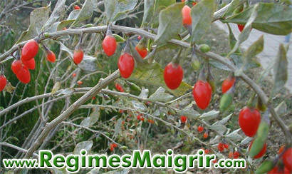 Goji