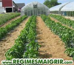 Une ferme biologique demande plus d'espace pour cultiver