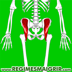 Muscle psoas-iliaque