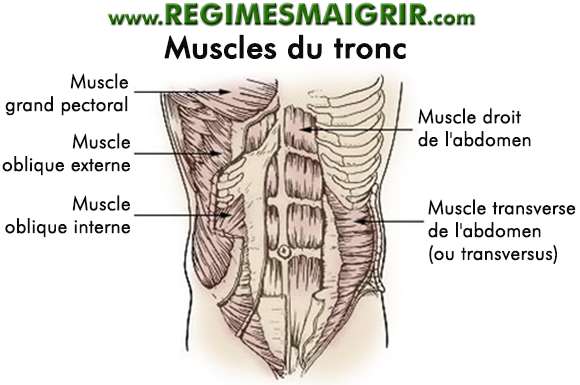 Schéma montrant les muscles du tronc dans le corps humain