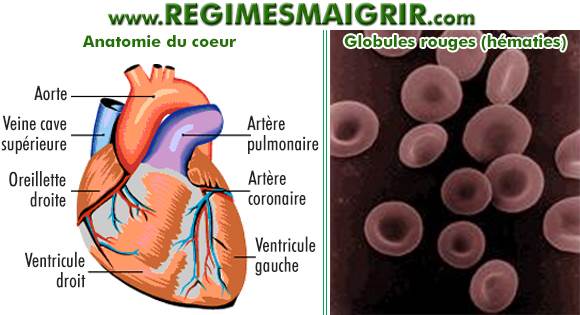 Schéma de l'anatomie du coeur, et une photo des globules rouges prise au microscope