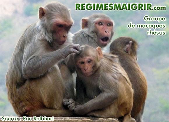 Un groupe de macaques rhésus s'asseoit ensemble