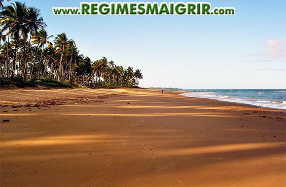 Une plage et des cocotiers
