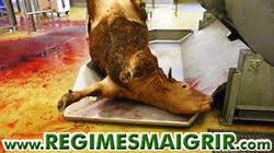 Un boeuf se trouve à l'abattoir