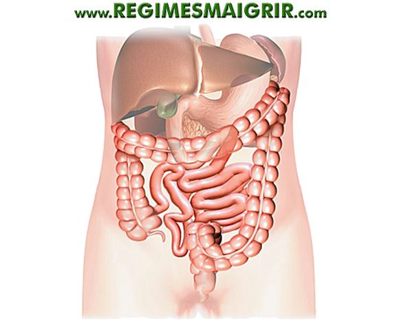 Les humains possèdent environ trois cent mètres carré de parois intestinales dans leur abdomen