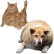 Comment faire maigrir vos animaux domestiques en surpoids ?