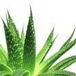 Aloe Vera : bienfaits, risques et effets secondaires d'Aloe vera