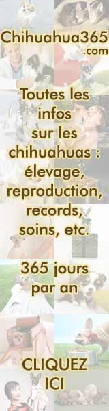 Toutes les infos sur les chihuahuas