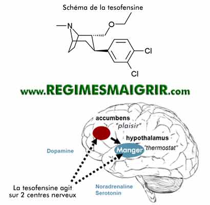 Le schma du mdicament tesofensine, les actions de la tesofensine sur les centres nerveux