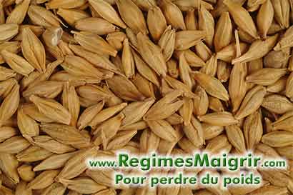 Les graines d'orge sont trs riches en fibres solubles et rduisent le taux de cholestrol