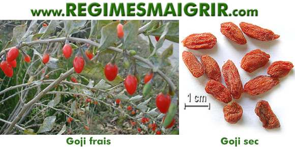 La baie de Goji est trs riche en micronutriments et peut vous aider  garder la sant