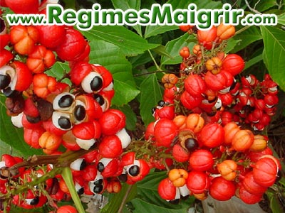 Les fruits du guarana