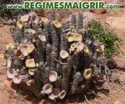 Hoodia gordonii