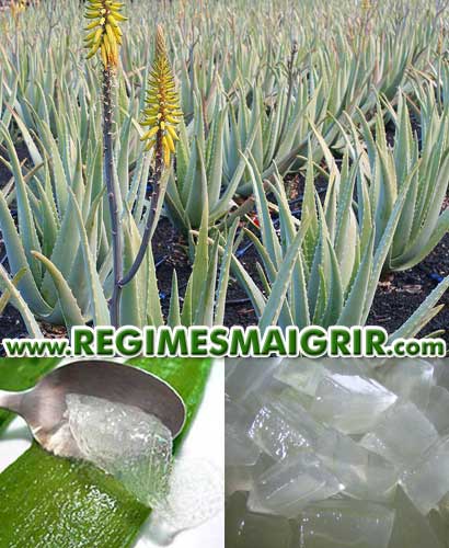 La plante d'Aloe vera en haut et son gel en bas