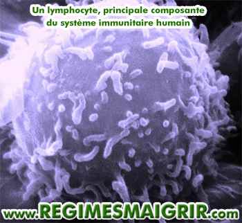 Photo d'un lymphocyte prise par microscope. Il s'agit de la principale composante de l'immunit chez les humains