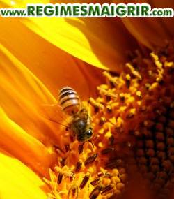 Une abeille pose sur un tournesol