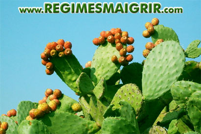 Nopal