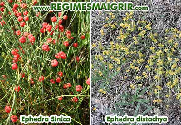 Deux espces d'ephedra, appeles Sinica et Distachya, apportent l'alcalode phdrine