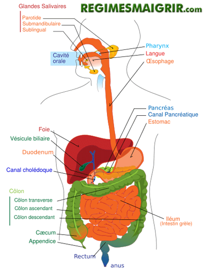 Schma du systme gastro-intestinal