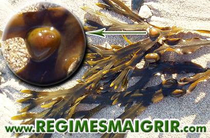 Le fucus vesiculosus aide  rduire fortement la sensation de faim