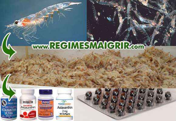 Les suppléments d'astaxanthine peuvent être fabriqués notamment à partir de krills