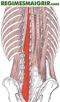 Le multifidus est color en rouge sur cette image