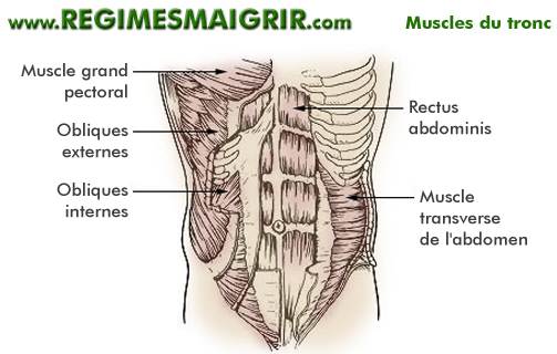 Anatomie des muscles du tronc