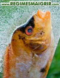 Un poisson conservé sur la glace pilée