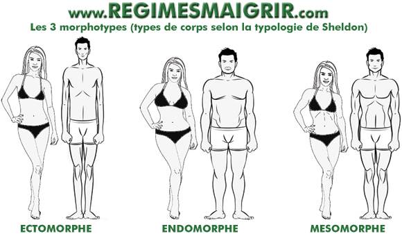 Schma montrant les 3 morphotypes (types de corps) les plus courants