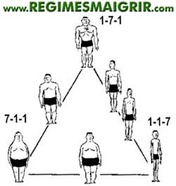 Echelle de Sheldon pour les somatotypes