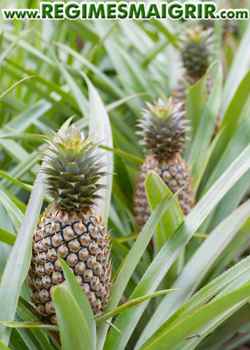 Des ananas poussent sur des plantes qui se trouvent ici dans un champ