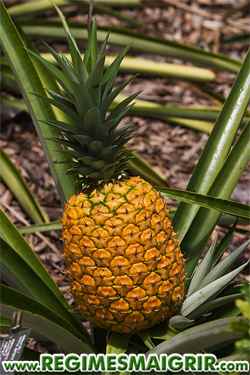 Zoom sur un ananas mr qui se trouve ici encore sur sa tige