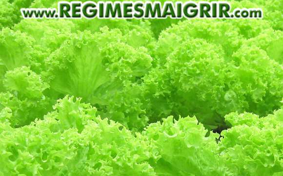 Les lgumes-feuilles verts comme les salades font partie des aliments  haute teneur en manganse