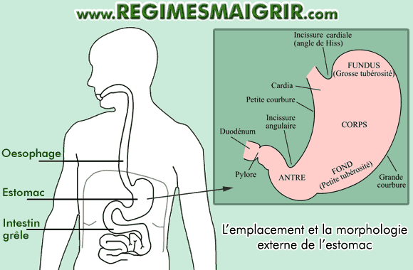 L'emplacement dans le corps et la morphologie externe de l'estomac