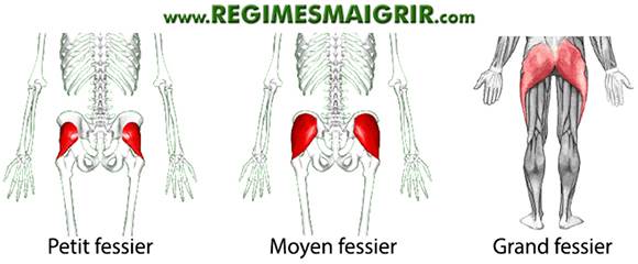 Le grand, le moyen et le petit fessier