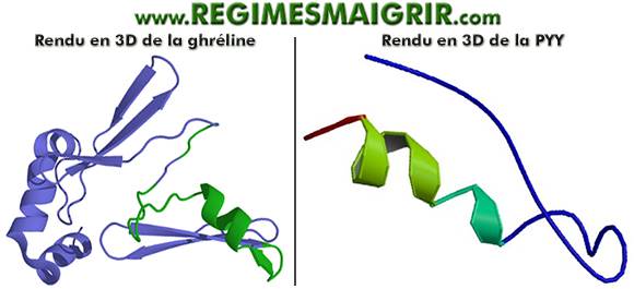 Modlisation en 3D des hormones ghrline et peptide tyrosine tyrosine