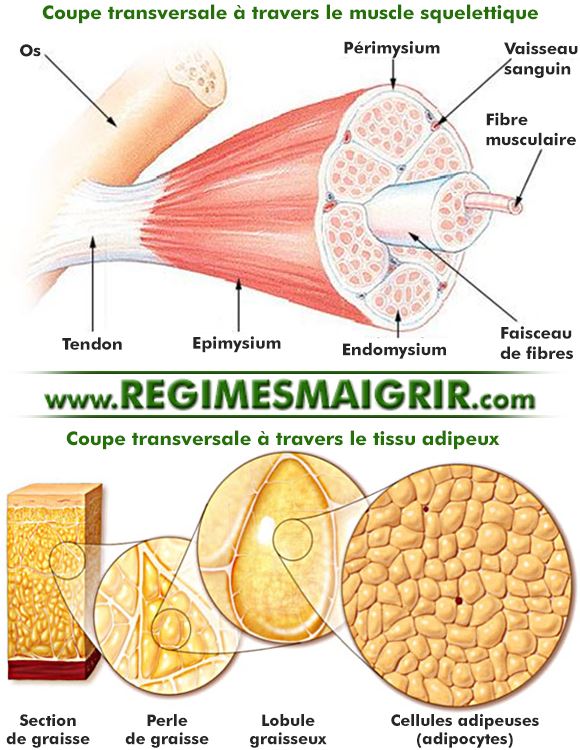 Coupe transversale  travers le muscle squelettique et  travers le tissu adipeux