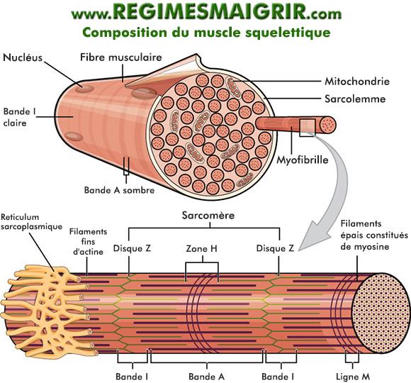 Composants d'un muscle squelettique