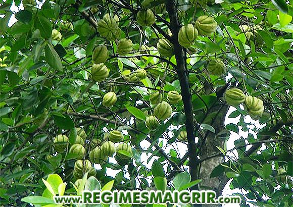 Arbre du Gambooge avec des fruits non mrs