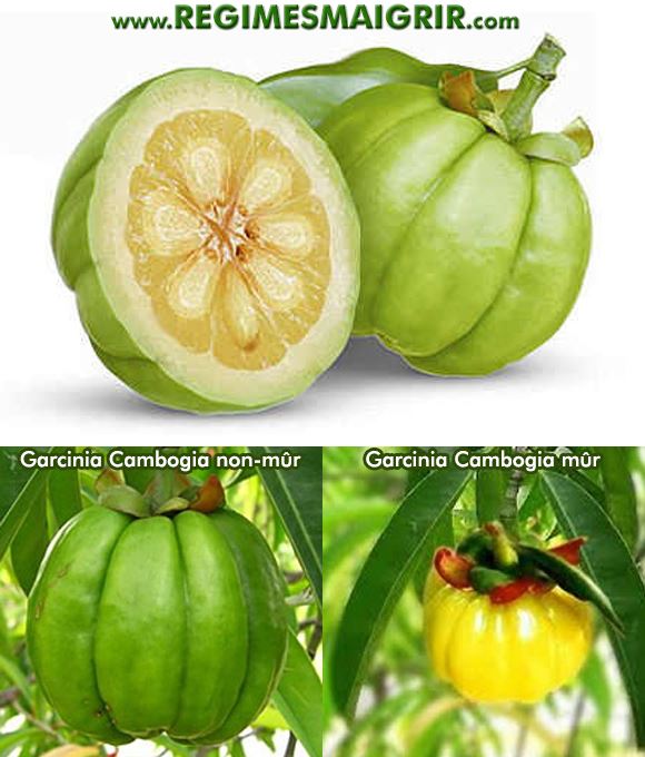 Le fruit Garcinia Cambogia est souvent de couleur jauntre quand il est mr