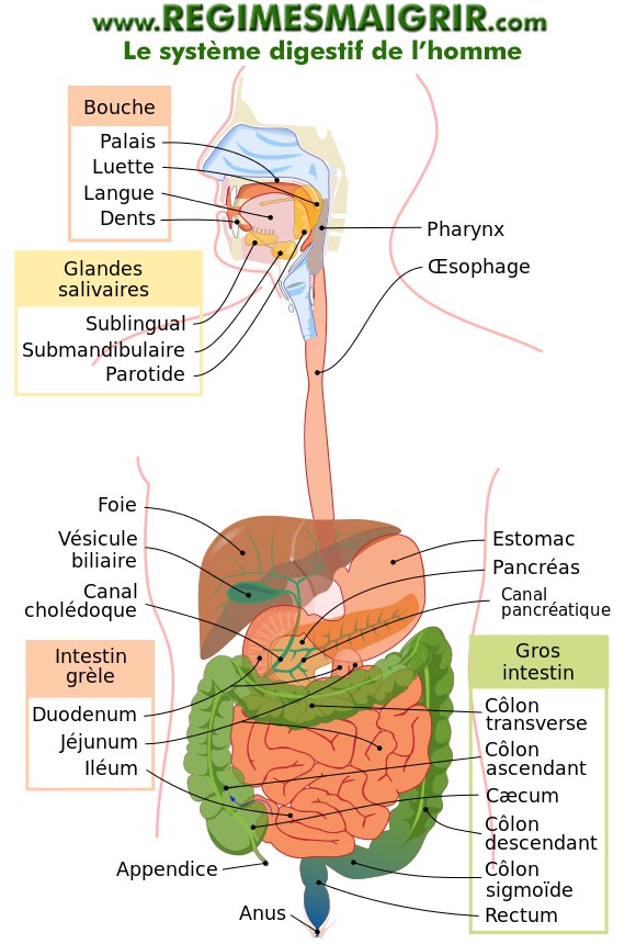 Le systme gastro-intestinal chez l'humain