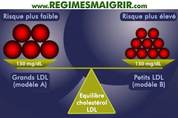 Explication de l'équilibre entre les quantités de cholestérol LDL
