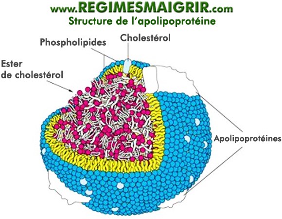 Structure de l'apolipoprotéine