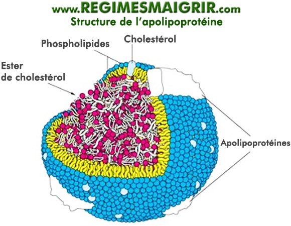 Structure de l'apolipoprotine