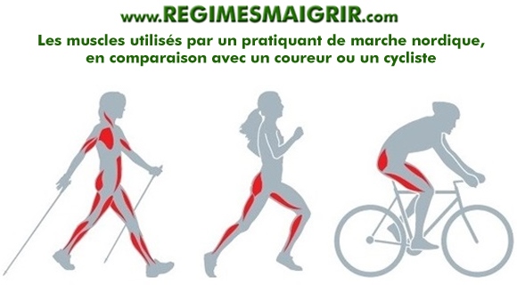 Comparaison des groupes musculaires utiliss entre une personne qui fait de la marche nordique, de la course  pied ou du vlo