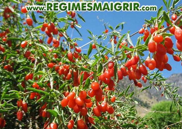 Les baies de Goji sur leur plante