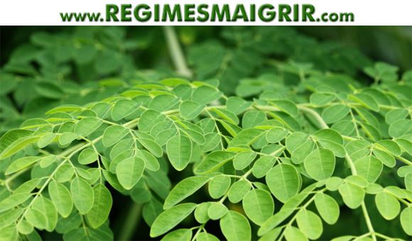 Des feuilles de Moringa Oleifera