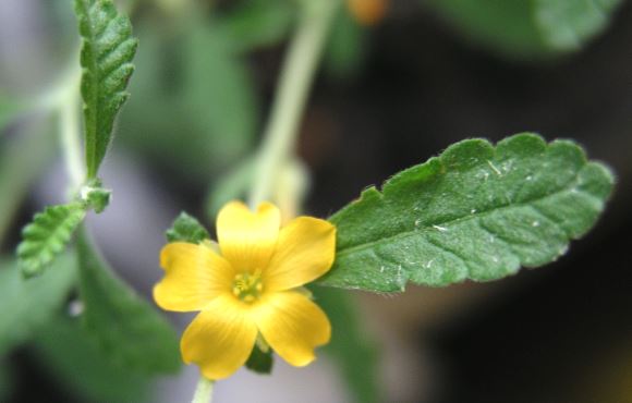 Fleur de la Damiana