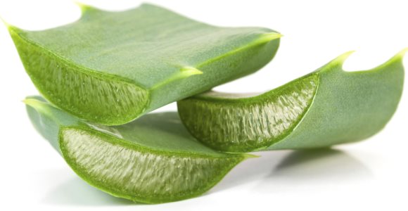 Feuilles d'aloe vera