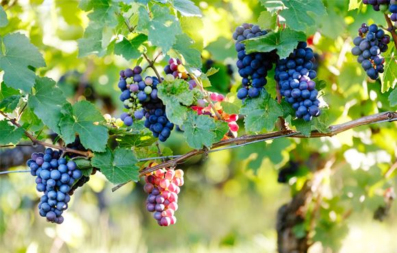 Des grappes de raisin pas encore cueillies de leurs vignes